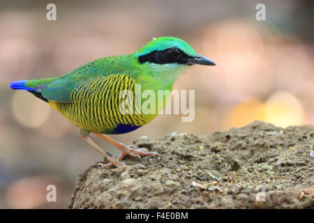 Bar-bellied pitta (Hydrornis elliotii) in South Vietnam Stock Photo
