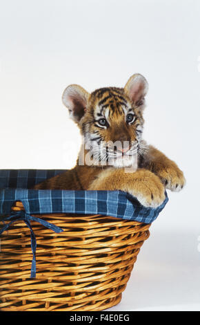 Siberian tiger cub in basket hi res stock photography and images