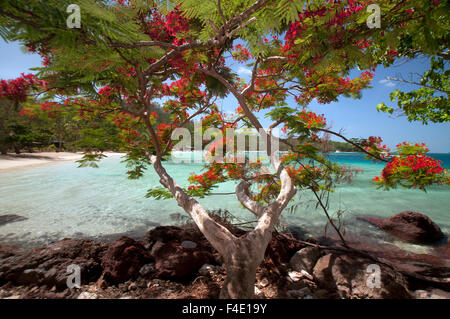 Flamboyant Christmas Tree (Delonix regia) at Vonu Point, Turtle Island, Yasawa Islands, Fiji. Stock Photo