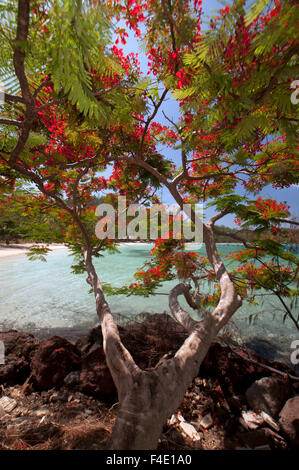 Flamboyant Christmas Tree (Delonix regia) at Vonu Point, Turtle Island, Yasawa Islands, Fiji. Stock Photo