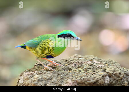 Bar-bellied pitta (Hydrornis elliotii) in South Vietnam Stock Photo