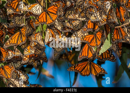 USA, California, Pismo Beach. Migrating monarch butterflies cling to leaves. Credit as: Cathy & Gordon Illg / Jaynes Gallery / DanitaDelimont.com Stock Photo