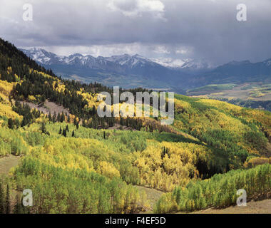 Aspen trees starting to turn colors in fall Virginia Creek Eastern ...