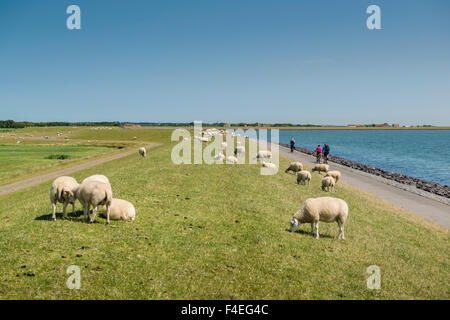 4 July, 2014  Sheeps are keeping the grass short on the dike at the Waddenzee. The whole stretch is also covered with a bicycle Stock Photo