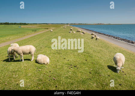4 July, 2014  Sheeps are keeping the grass short on the dike at the Waddenzee. The whole stretch is also covered with a bicycle Stock Photo
