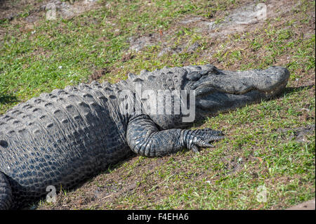 Florida alligator person hi-res stock photography and images - Page 3 -  Alamy