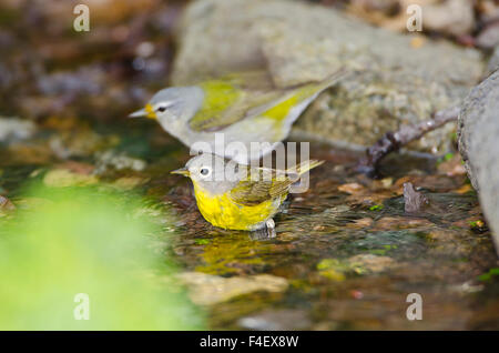 Minnesota Mendota Heights, two Nashville Warblers bathing Stock Photo