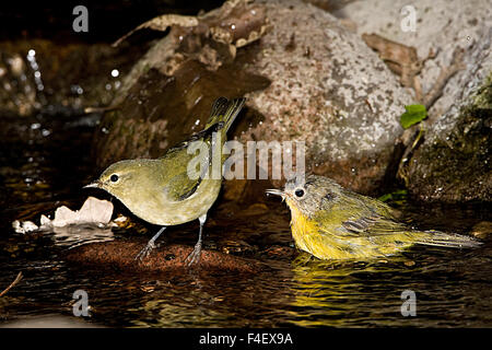 Minnesota Mendota Heights, Nashville Warbler and Tennessee Warbler bathing together Stock Photo