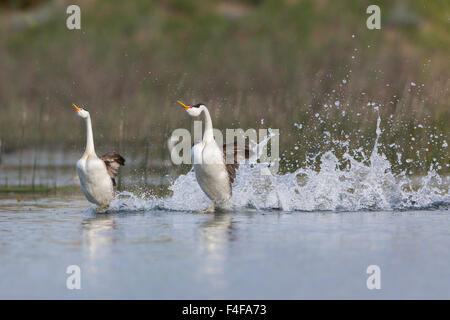 USA, Washington State. Clark's Grebe (Aechmophorus clarkii) perform high-energy mating rush (dance) in Potholes Reservoir near Moses Lake, WA. Stock Photo