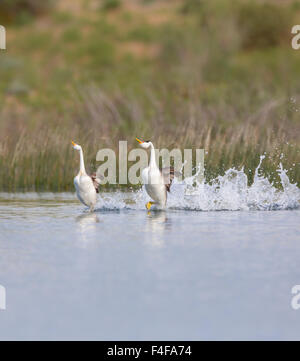 USA, Washington State. Clark's Grebe (Aechmophorus clarkii) perform high-energy mating rush (dance) in Potholes Reservoir near Moses Lake, WA. (Large format sizes available). Stock Photo