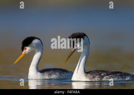 USA, Washington State. Clark's Grebe (Aechmophorus clarkii) in breeding plumage, scratching with webbed foot, at Potholes Reservoir near Moses Lake, WA. Stock Photo