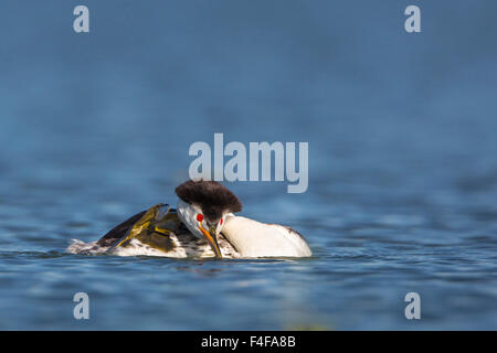 USA, Washington State. Clark's Grebe (Aechmophorus clarkii) on floating nest in Potholes Reservoir near Moses Lake, WA. Stock Photo