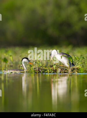 USA, Washington State. Clark's Grebe (Aechmophorus clarkii) mated pair on floating nest in Potholes Reservoir near Moses Lake, WA. Stock Photo