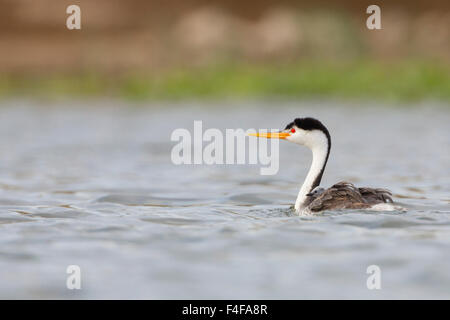 USA, Washington State. Clark's Grebe (Aechmophorus clarkii) with chick riding on back in Potholes Reservoir near Moses Lake, WA. Stock Photo