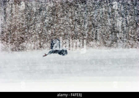 Grey Heron (Ardea cinerea), flying over a frozen lake in heavy snow fall. Stock Photo