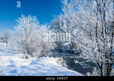 Snow on trees River Lledr Near Betws-y-Coed Snowdonia North Wales UK Stock Photo