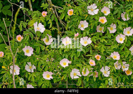 Dog Rose Stock Photo