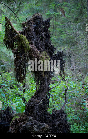Anthropomorphic tree in ancient forest Stock Photo