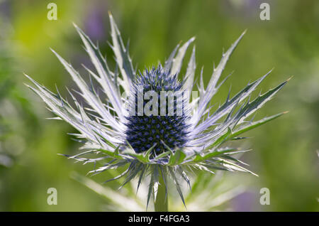 Eryngium Jos Eijking Stock Photo