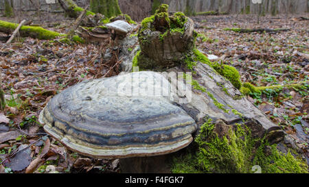 Giant Polypore fungi in fall growing on moss wrapped piece of dead wood Stock Photo