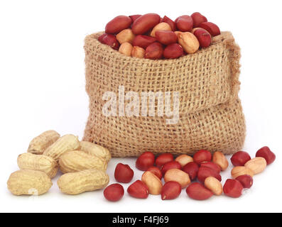 Fresh Peanuts in sack over white background Stock Photo