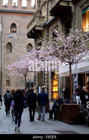 trees with pink blossom on a shopping street in Bologna Italy Stock Photo