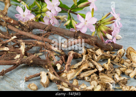 Common soapwort, crow soap, soapweed, root, roots, Echtes Seifenkraut, Seifenwurz, Wurzel, Wurzeln, Saponaria officinalis Stock Photo