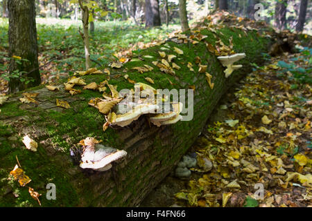 Chaga mushroom on birch in mixed forest.