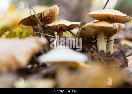 Amanita mushroom in the forest Stock Photo