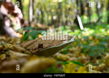 Chaga mushroom on birch in mixed forest.