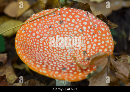 Amanita mushroom in the forest Stock Photo