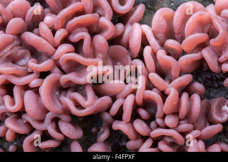 Purple jellydisc fungus, Ascocoryne sarcoides, Sherwood Forest, Nottinghamshire Stock Photo
