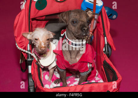 London, UK. 17/10/2015. The world's ugliest dog Mugly (right) with his friend Mia visit the show. Discover Dogs sponsored by Eukanuba opens at the ExCel Exhibition Centre in Docklands. The show, organised by the Kennel Club, is London's biggest dog event. Credit:  Nick Savage/Alamy Live News Stock Photo