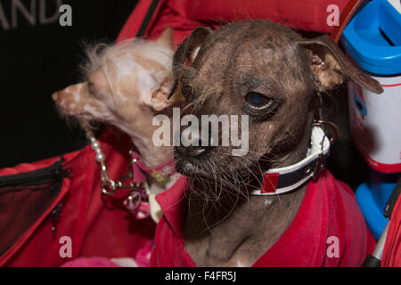 London, UK. 17/10/2015. The world's ugliest dog Mugly (right) with his friend Mia visit the show. Discover Dogs sponsored by Eukanuba opens at the ExCel Exhibition Centre in Docklands. The show, organised by the Kennel Club, is London's biggest dog event. Credit:  Nick Savage/Alamy Live News Stock Photo