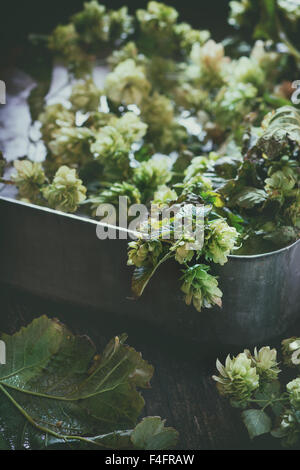 Fresh branches and cones of green hop in old metal crate. Beer concept. Dark rustic style. Natural day light. Retro effect filte Stock Photo