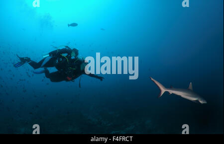 Young couple diver swims and shows a grey reef shark (Carcharhinus amblyrhynchos), Indian Ocean, Maldives Stock Photo