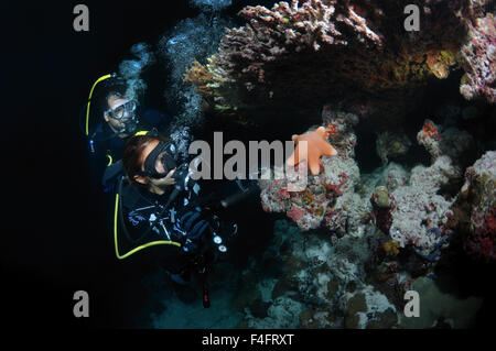 Young couple divers look at granulated sea star (Choriaster granulatus) night diving, Indian Ocean, Maldives Stock Photo