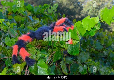 Halloween decoration of a large orange and black spider in a plant Stock Photo