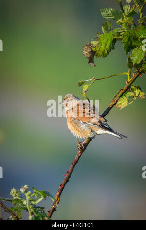 Common linnet, Linaria cannabina, songbird perched on a branch singing a morning song during sunset.