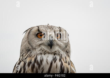 Close-up portrait of the head of a Bengal eagle-owl, Bubo bengalensis. Stock Photo
