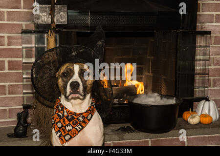 A cute dog dressed as a witch for Halloween Stock Photo - Alamy