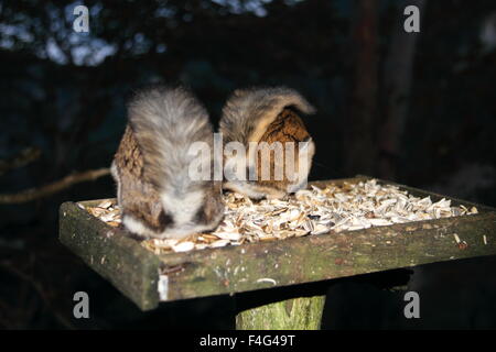 Japanese dwarf flying squirrel (Pteromys momonga) in Japan Stock Photo