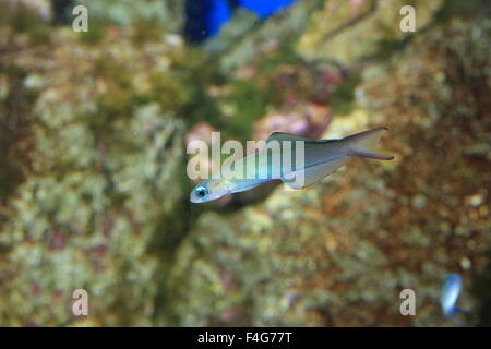 Blue gudgeon (Ptereleotris microlepis) in Japan Stock Photo