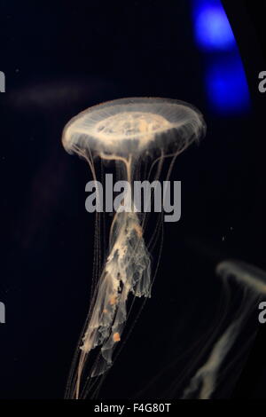 Atlantic sea nettle jellyfish (Chrysaora quinquecirrha) swimming over a black background