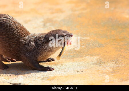 Asian short-clawed otter (Aonyx cinerea) Stock Photo