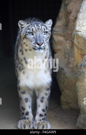 Snow leopard (Panthera uncia) female with cub feeding on kill - a ...