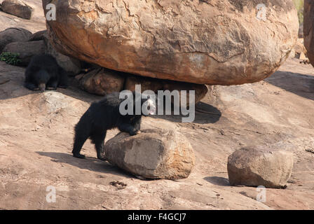 An Indian Sloth bear cub strikes a pose at Daroji bear sanctuary, Karnataka, india Stock Photo