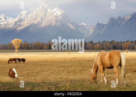 Palomino Horse Grazing Tetons Background Stock Photo