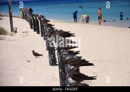 Common or brown noddy (Anous stolidus) in Australia Stock Photo