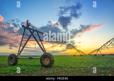 Automated farming irrigation sprinklers system on cultivated agricultural landscape field in sunset Stock Photo